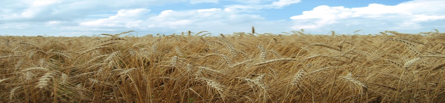 Larry's wheat